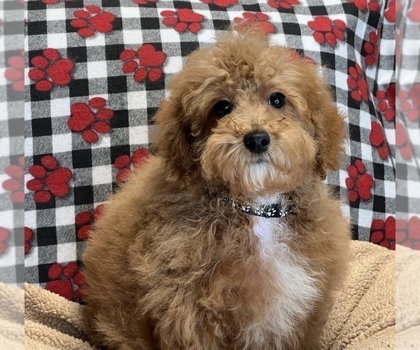 Medium Photo #4 Poodle (Miniature) Puppy For Sale in DUNDEE, OH, USA