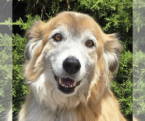 Collie Dogs for adoption in Albuquerque, NM, USA