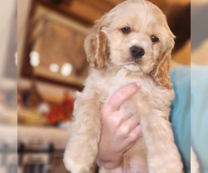 Cocker Spaniel Puppy for sale in ALFORD, FL, USA