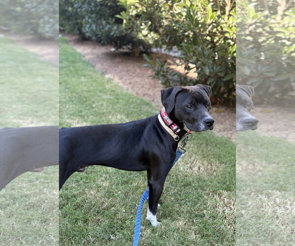 Medium Photo #3 Boxer Puppy For Sale in Holly Springs, NC, USA