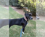 Small Photo #3 Boxer Puppy For Sale in Holly Springs, NC, USA