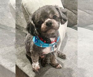 Medium Poodle (Miniature) Mix