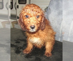 Cavapoo Puppy for sale in RATTAN, OK, USA