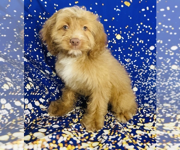 Medium Photo #2 Cock-A-Poo Puppy For Sale in CINCINNATI, OH, USA