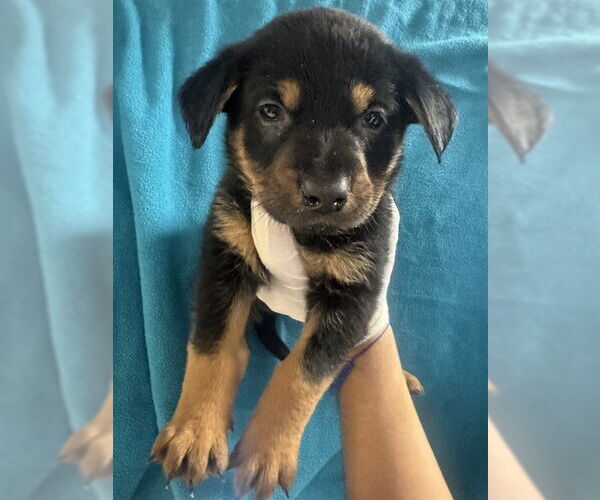 Medium Photo #2 German Shepherd Dog Puppy For Sale in Riverside, CA, USA