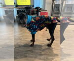Small #5 Doberman Pinscher