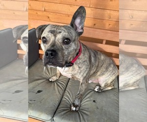 Bulldog-Unknown Mix Dogs for adoption in Germantown, OH, USA