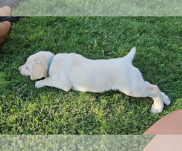 Medium Photo #14 Labrador Retriever Puppy For Sale in CEDAREDGE, CO, USA