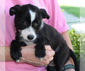 Mutt Dogs for adoption in Prattville, AL, USA