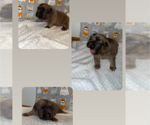French Bulldog Puppy for sale in MARION, IA, USA