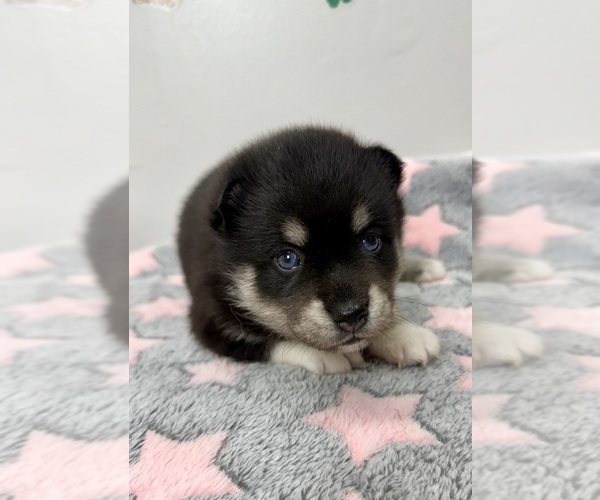 Medium Photo #6 Pomsky-Shiba Inu Mix Puppy For Sale in NASHUA, NH, USA
