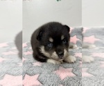 Small #5 Pomsky-Shiba Inu Mix