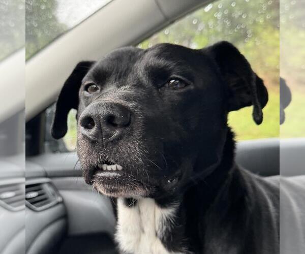 Medium Photo #1 Labrador Retriever-Unknown Mix Puppy For Sale in Yardley, PA, USA