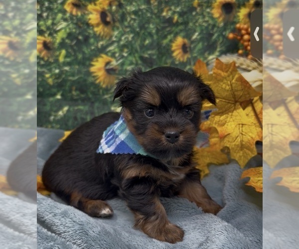 Medium Photo #1 Shorkie Tzu Puppy For Sale in SELLERSBURG, IN, USA