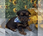 Puppy 6 Shorkie Tzu