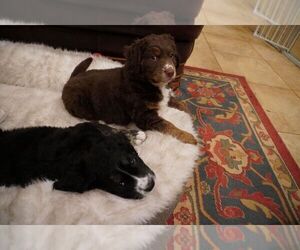 Doodle-Labradoodle Mix Litter for sale in TUPELO, MS, USA