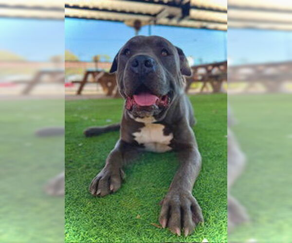 Medium Photo #9 Mutt Puppy For Sale in Pleasanton, TX, USA