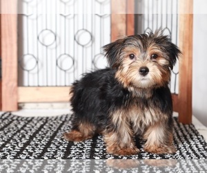 Yorkshire Terrier Puppy for sale in NAPLES, FL, USA