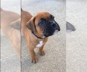 Boxer Puppy for Sale in APPLE CREEK, Ohio USA