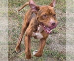 Small Photo #7 Mastiff-Staffordshire Bull Terrier Mix Puppy For Sale in Houston, TX, USA
