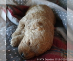 Small Photo #38 Goldendoodle Puppy For Sale in DENISON, TX, USA