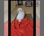 Small #2 Havanese-Zuchon Mix