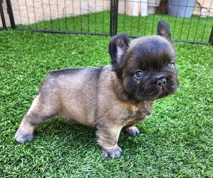 French Bulldog Puppy for sale in LAS VEGAS, NV, USA