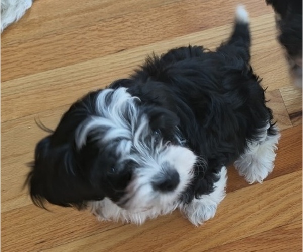 Medium Photo #4 Cockapoo-Maltese Mix Puppy For Sale in FUQUAY VARINA, NC, USA