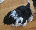 Puppy Benji Cockapoo-Maltese Mix