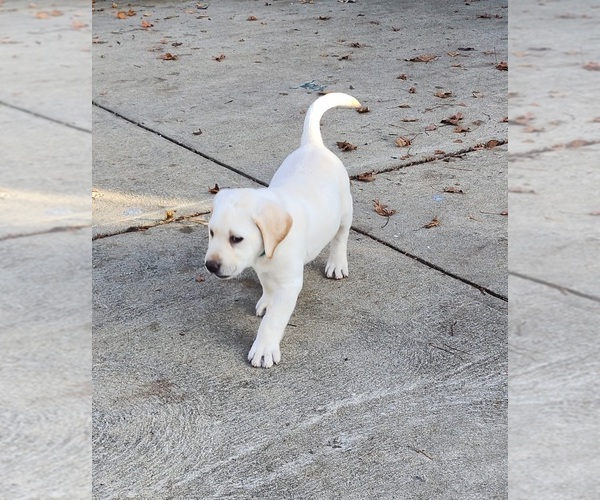 Medium Photo #9 Labrador Retriever Puppy For Sale in CONNERSVILLE, IN, USA
