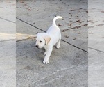 Small Photo #9 Labrador Retriever Puppy For Sale in CONNERSVILLE, IN, USA