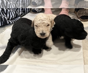 Goldendoodle Puppy for sale in CORNVILLE, ME, USA