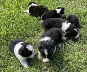 Border Collie Puppy for sale in PIERCETON, IN, USA