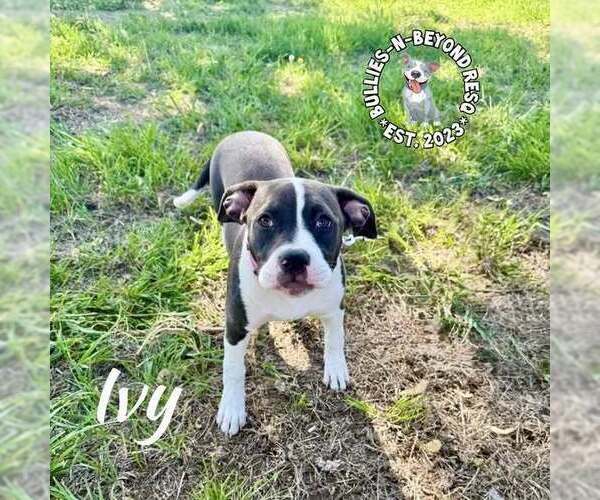 Medium Photo #2 American Pit Bull Terrier-Unknown Mix Puppy For Sale in Omaha, NE, USA
