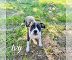 Small #1 American Pit Bull Terrier Mix