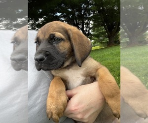 Mastiff-Saint Bernard Mix Puppy for sale in KIMBOLTON, OH, USA