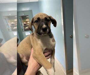 German Shepherd Dog-Unknown Mix Dogs for adoption in Newton, NC, USA