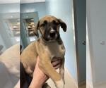 Small German Shepherd Dog Mix
