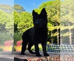 Small #3 German Shepherd Dog
