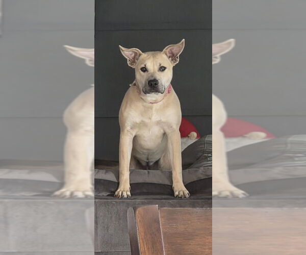 Medium Photo #2 Staffordshire Bull Terrier-Unknown Mix Puppy For Sale in Evansville, IN, USA