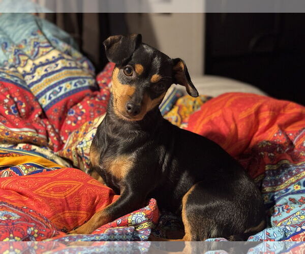 Medium Photo #1 Dachshund-Unknown Mix Puppy For Sale in Williamsburg, NM, USA