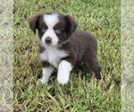 Small #3 Miniature Australian Shepherd
