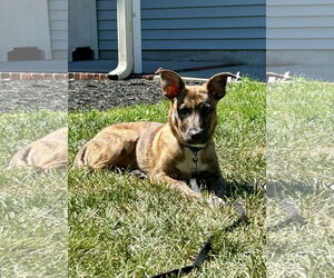 Bulldog-Unknown Mix Dogs for adoption in Tarrytown, GA, USA