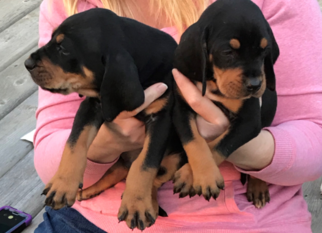 Black and Tan Coonhound-Bluetick Coonhound Mix Puppy for sale in Wellandport, Ontario, Canada