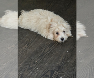 Maltipoo Puppy for sale in NEWNAN, GA, USA