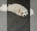 Image preview for Ad Listing. Nickname: Maltipoo
