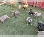 Small Photo #18 American Bully-American Pit Bull Terrier Mix Puppy For Sale in PHOENIX, AZ, USA