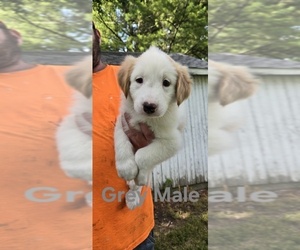 Medium English Shepherd