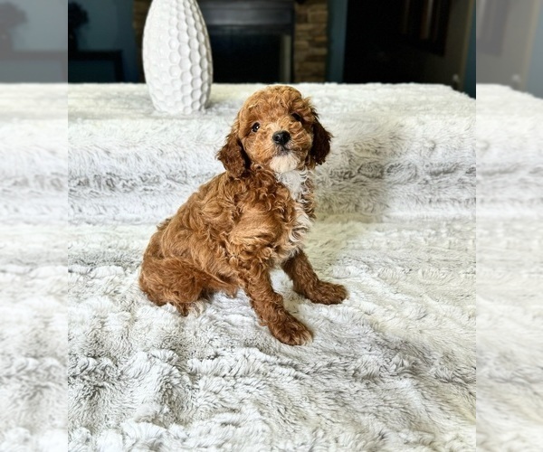 Medium Photo #2 Goldendoodle (Miniature) Puppy For Sale in GREENWOOD, IN, USA