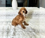 Small Photo #2 Goldendoodle (Miniature) Puppy For Sale in GREENWOOD, IN, USA